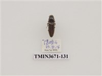 藏品(叩頭蟲(2))的圖片